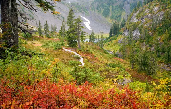 Трава, деревья, фото, пейзажи, растения, кусты