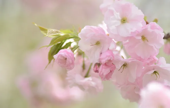 Картинка вишня, розовый, нежность, сакура