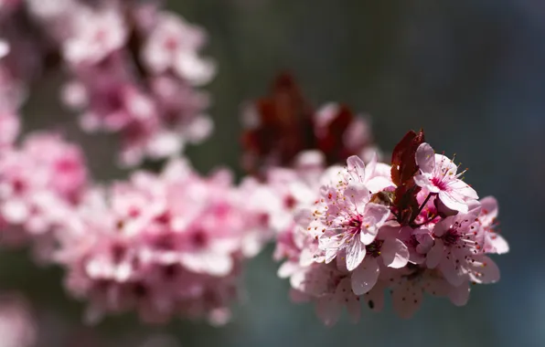Картинка макро, природа, вишня, ветка, весна, сакура, розовые, бутоны