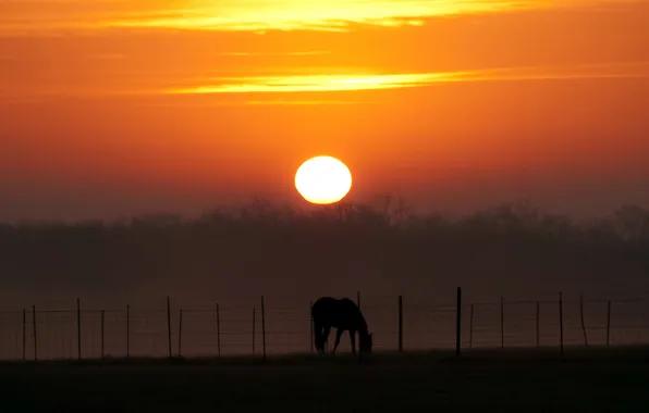 Картинка пейзаж, закат, конь