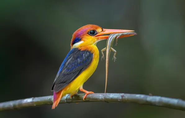 Картинка bird, lizard, Black-backed Kingfisher