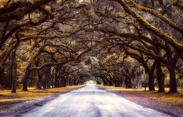 Картинка дорога, деревья, аллея