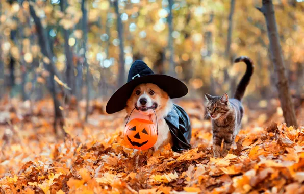 Кошка, кот, природа, собака, корги