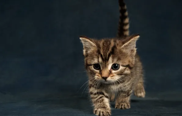 Кошка, котенок, фон, маленький, котёнок, хвостик