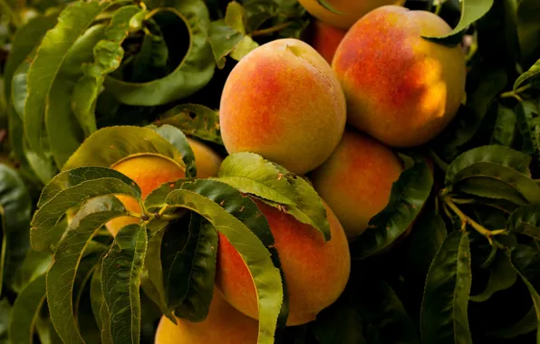 Картинка trees, nature, food, leaves, fruits, plants, peaches, healthy