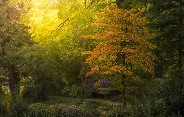 Картинка осень, деревья, скамейка, сад, кустарники, ботанический