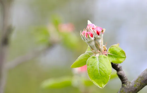 Tree, spring, leaf, twig