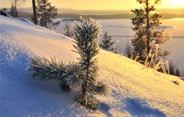 Снег, деревья, winter, snow, sun, зимний день, sunlight