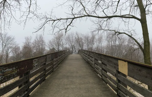 Осень, туман, дорожка, мостик, bridge, Autumn, fog, path