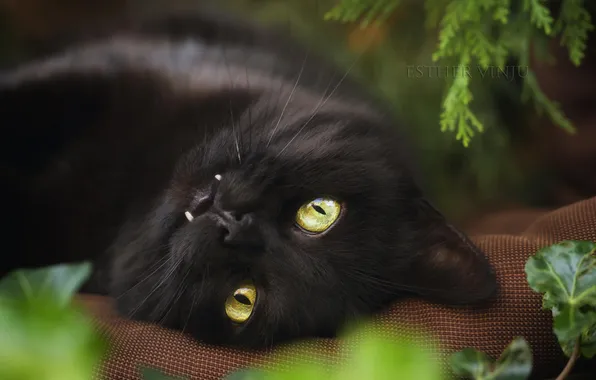 Картинка кот, взгляд, чёрный