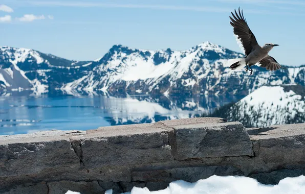 Пейзаж, горы, природа, птица