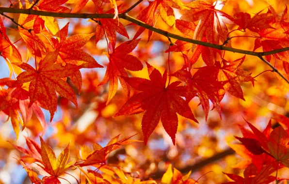 Осень, листья, макро, ветка, клён, Японский клён