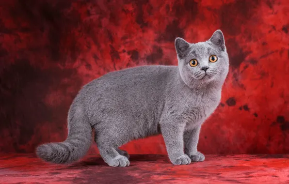Кошка, кот, взгляд, поза, котенок, серый, котик, мордочка