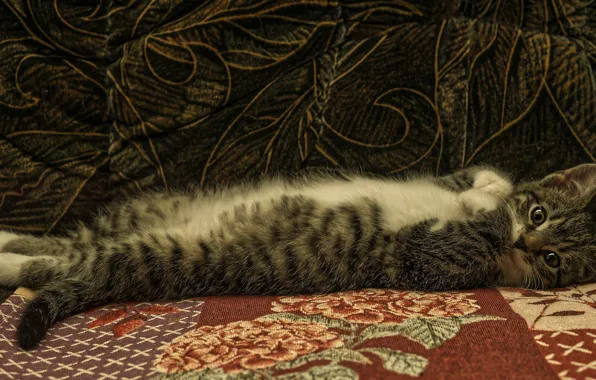 Картинка кошка, взгляд, поза, темный фон, котенок, серый, диван, лапки