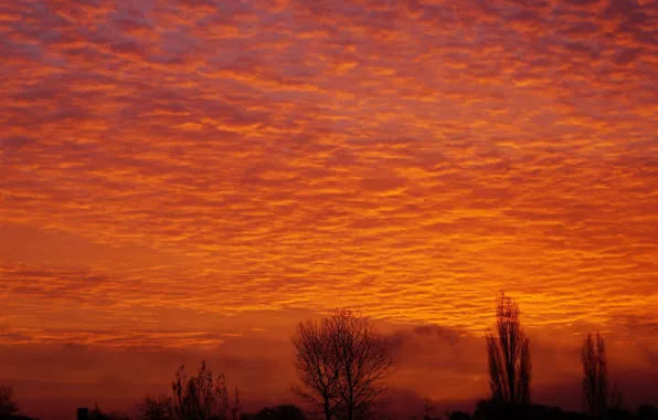 Red, sky, sunset, cloud, morning