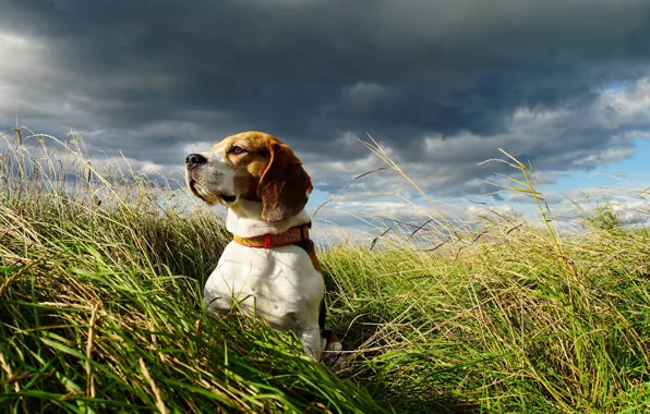 Картинка поле, небо, собака, бигль