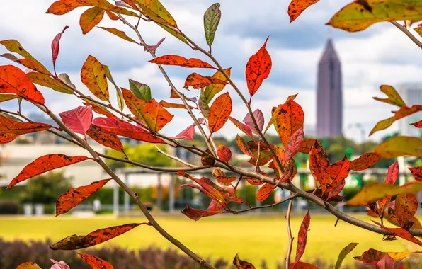 Картинка осень, листья, город, ветка, США, Атланта, багрянец
