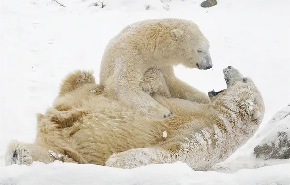 Зима, снег, игры, белые медведи