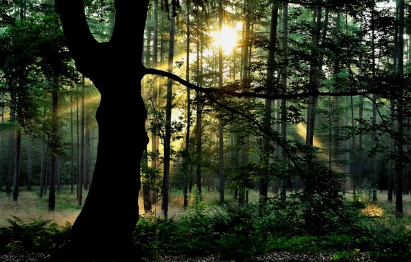 Картинка лес, солнце, дерево, листва