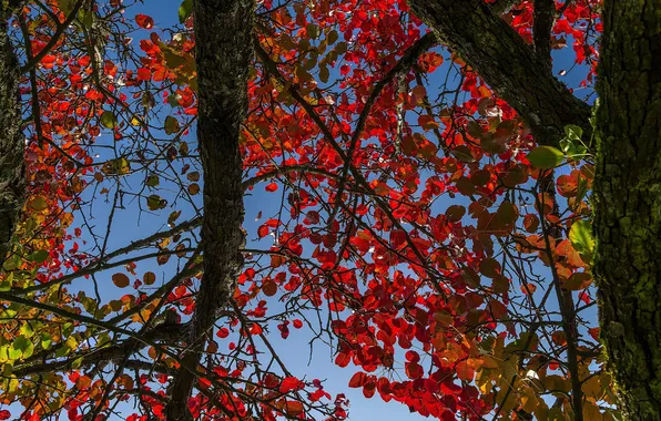 Картинка осень, небо, листья, дерево, ствол, багрянец