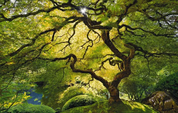 Green, jungle, tree