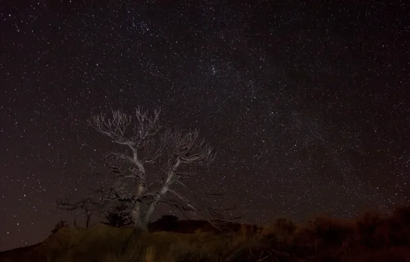 Картинка космос, звезды, ночь, пространство, дерево, пустыня