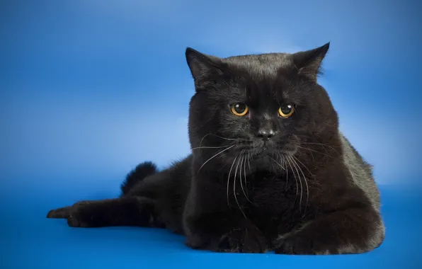 Черный, Взгляд, Кот, Фон
