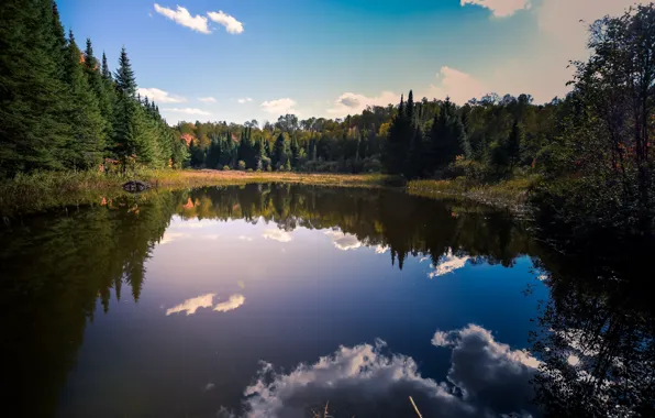 Картинка облака, ели, простор, just, отражение в воде, clouds, blue sky, голубое небо