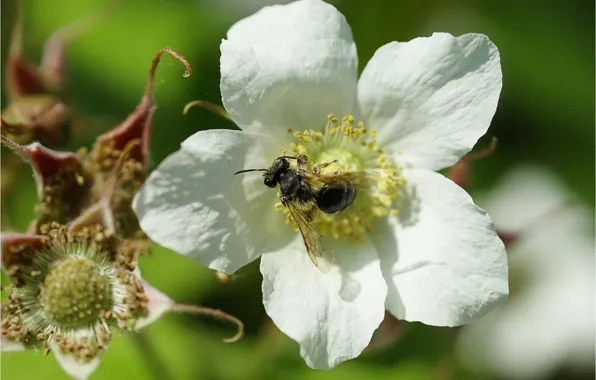 Цветок, пчела, flower, bee