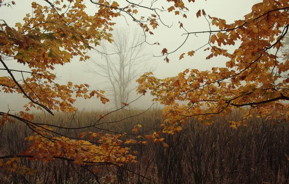 Картинка осень, листья, ветки, туман, дерево