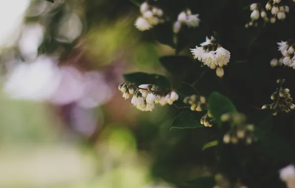 Цветы, лепестки, белые