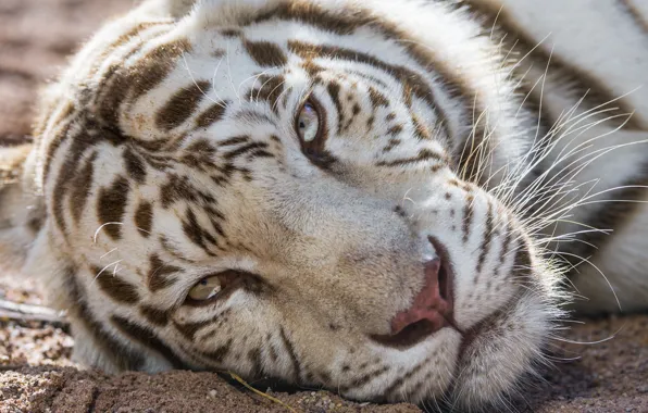 Картинка кошка, взгляд, морда, белый тигр, ©Tambako The Jaguar