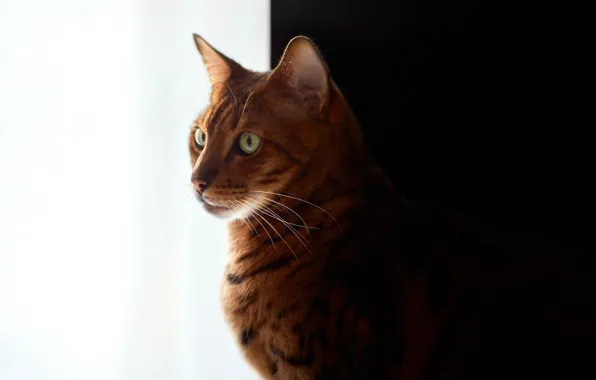 Черно-белый фон, bengal cat, рыжая кошка, бенгальская кошка, David Köhler