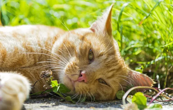 Green, nature, eyes, cat, face