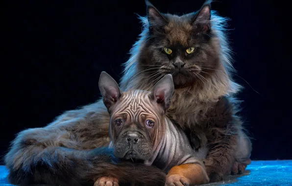 Картинка кот, собака, котэ, тёмный фон, мейн-кун, Чунцин, Игорь Перфильев, Китайский бульдог
