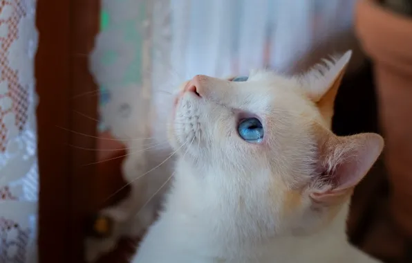 Кошка, кот, взгляд, морда, комната, портрет, занавески, белая