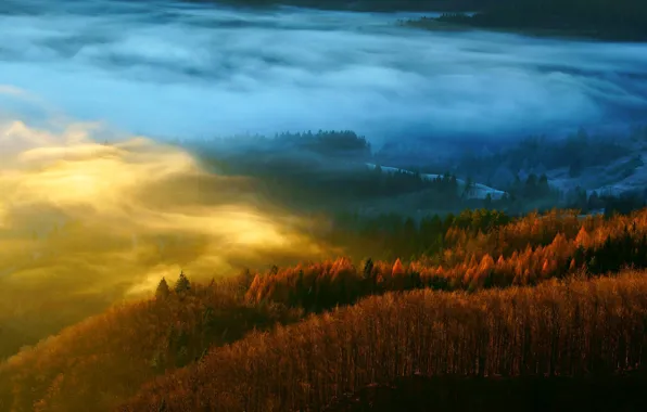 Осень, лес, деревья, природа, туман, дымка