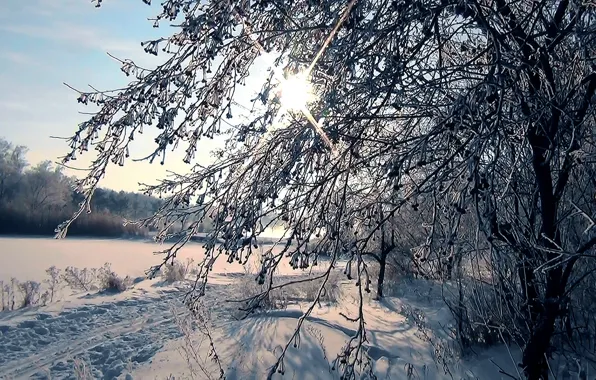 Иней, лес, солнце, снег, лыжня, Зима, Сибирь