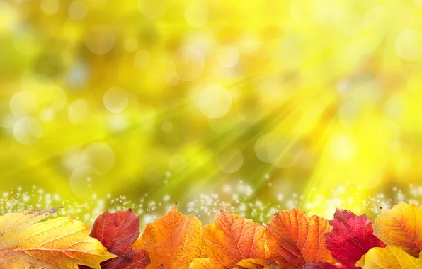 Листья, солнце, colorful, autumn, leaves, осенние
