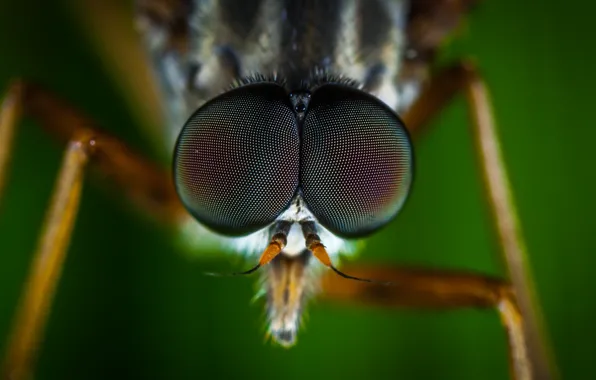 Макро, Муха, Глаза, Little, Насекомое, Macro, Fly, Insect