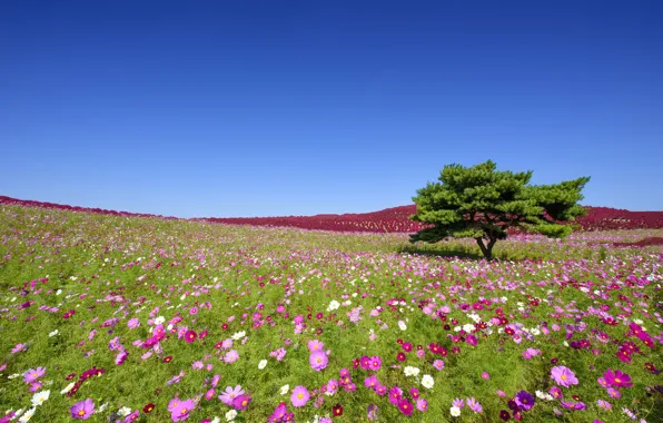 Картинка цветы, дерево, Япония, луг, Japan, космея, Hitachi Seaside Park, Hitachinaka