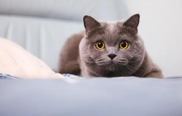 Кошка, кот, взгляд, поза, мордашка