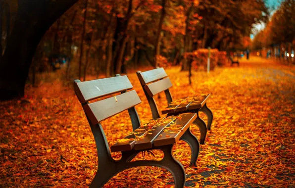 Картинка осень, листья, скамейка, парк, листва, лавка, золотая