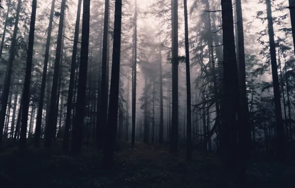 Лес, деревья, природа, туман, Орегон, USA, США, Oregon