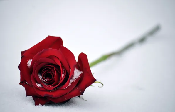 Картинка цветок, листья, снег, роза, бутон, красная