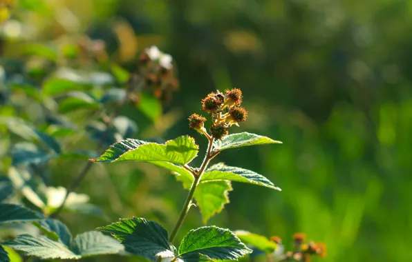 Green, leaf, twig