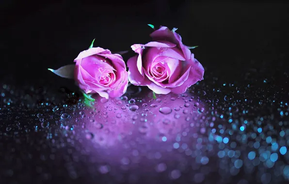 Two, drops, together, violet roses