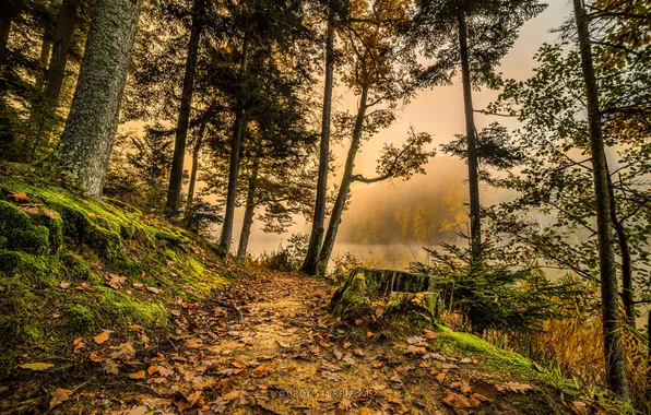 Картинка осень, лес, листья, деревья, туман, озеро, мох, желтые