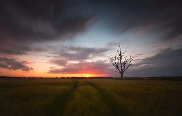 Картинка поле, закат, дерево