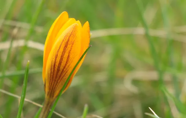Flower, yellow, crocus
